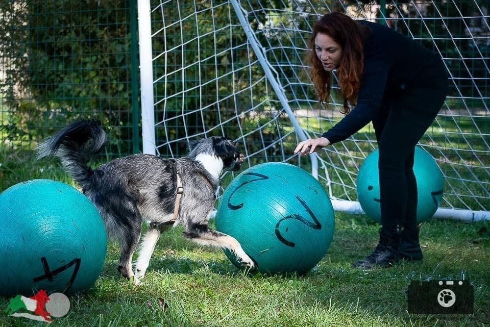 Ginnastica per cani da fare a casa - Centro Cinofilo il cane utile