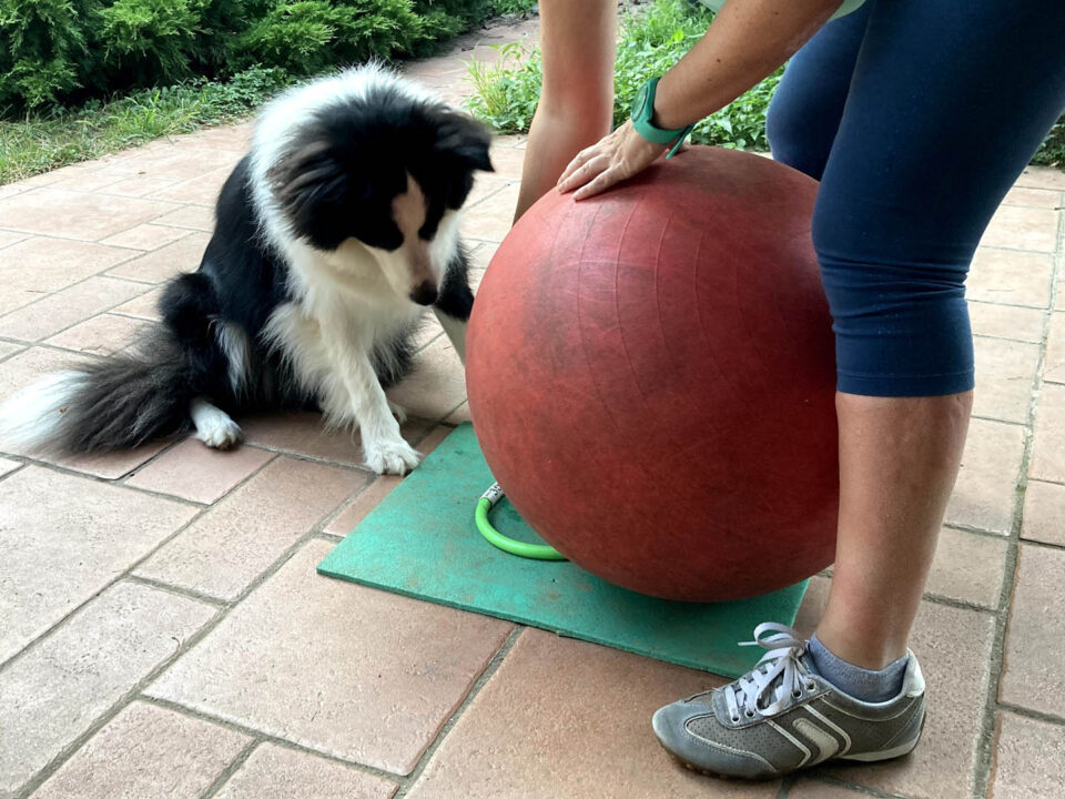 Il Treibball può essere efficace in una sessione di TAA. Si instaura una conversazione, si può raggiungere uno scopo comune giocando.